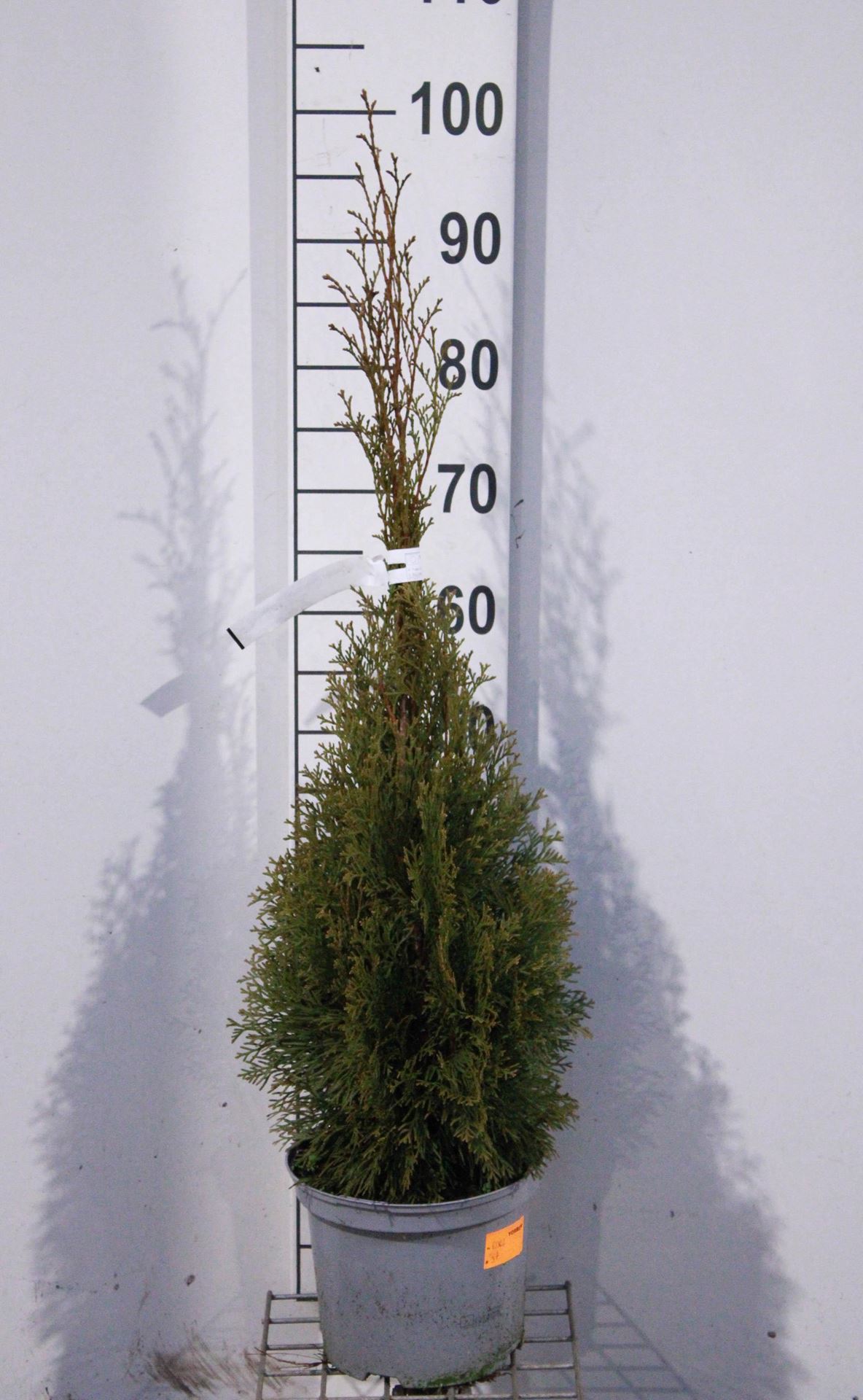 Thuja occidentalis 'Smaragd' - pot - 80-100 cm