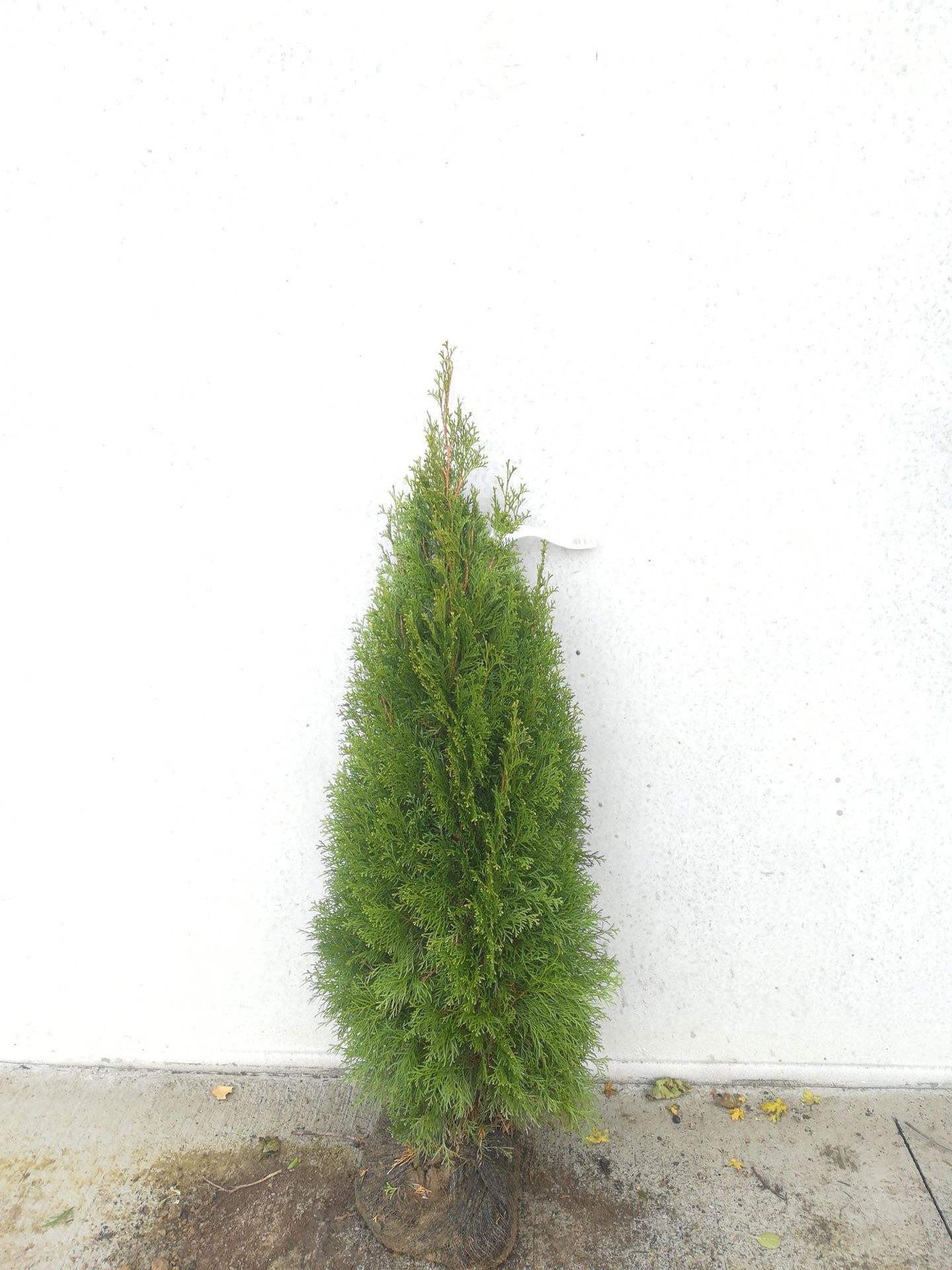 Thuja occidentalis'Smaragd'- aardekluit - 100-125 cm afbeelding