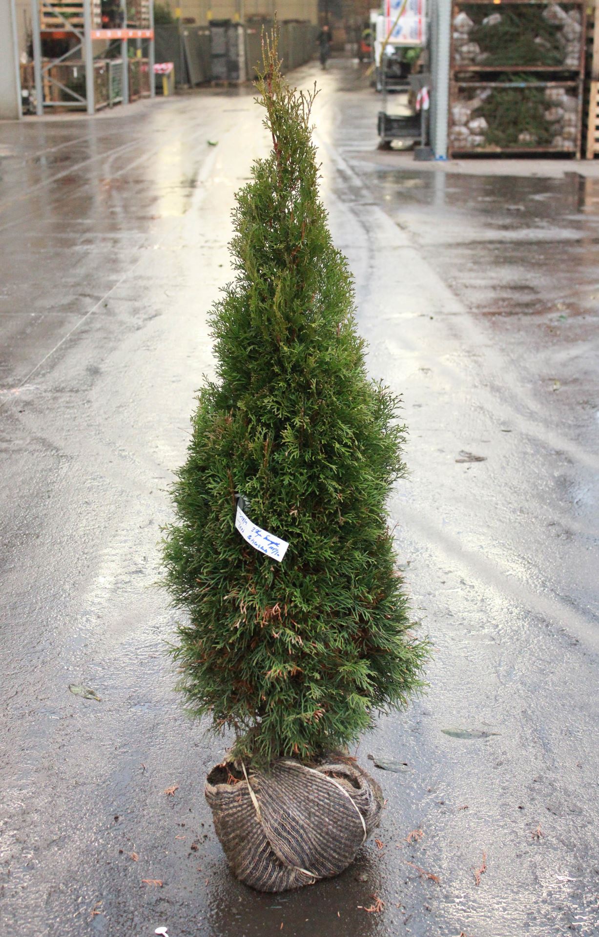 Thuja occidentalis'Smaragd'- aardekluit - 125-150 cm - Levensboom afbeelding