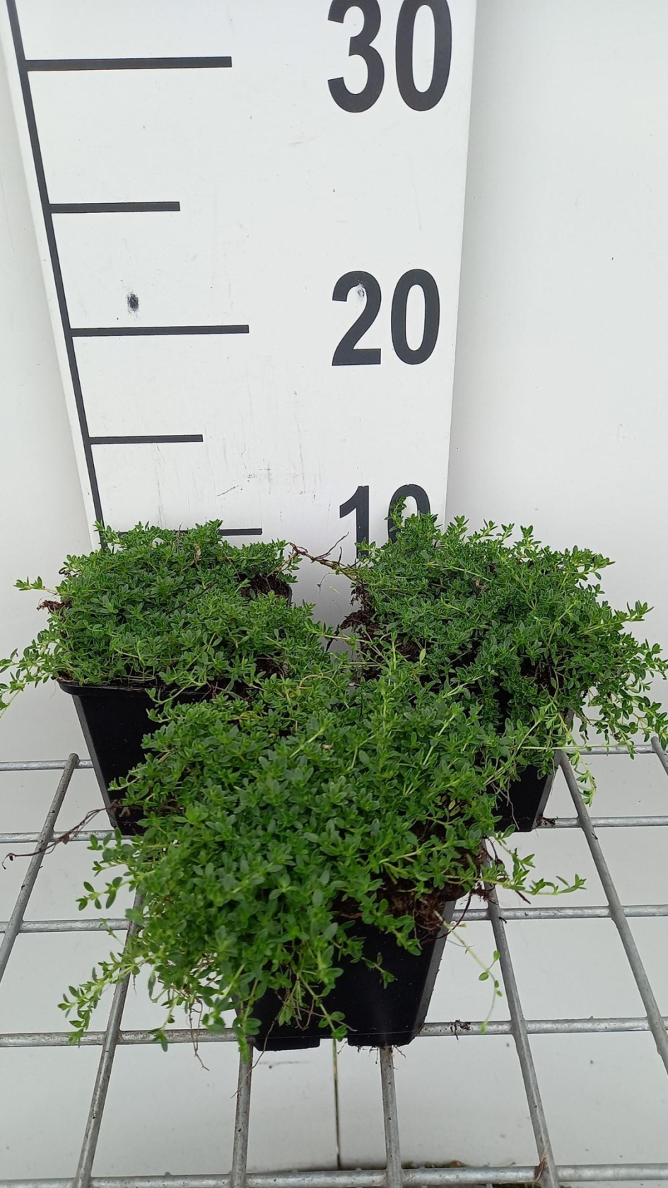 Thymus praecox'Albiflorus'- pot 9x9 cm - Kruiptijm afbeelding
