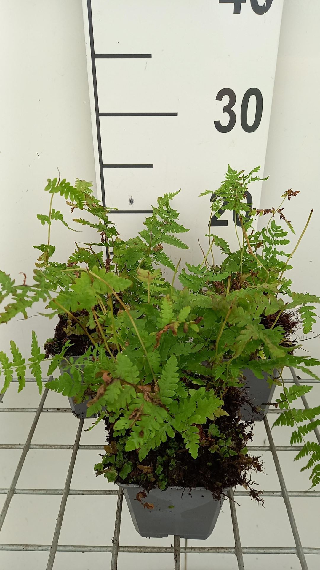 Thelypteris palustris - pot 9x9 cm afbeelding