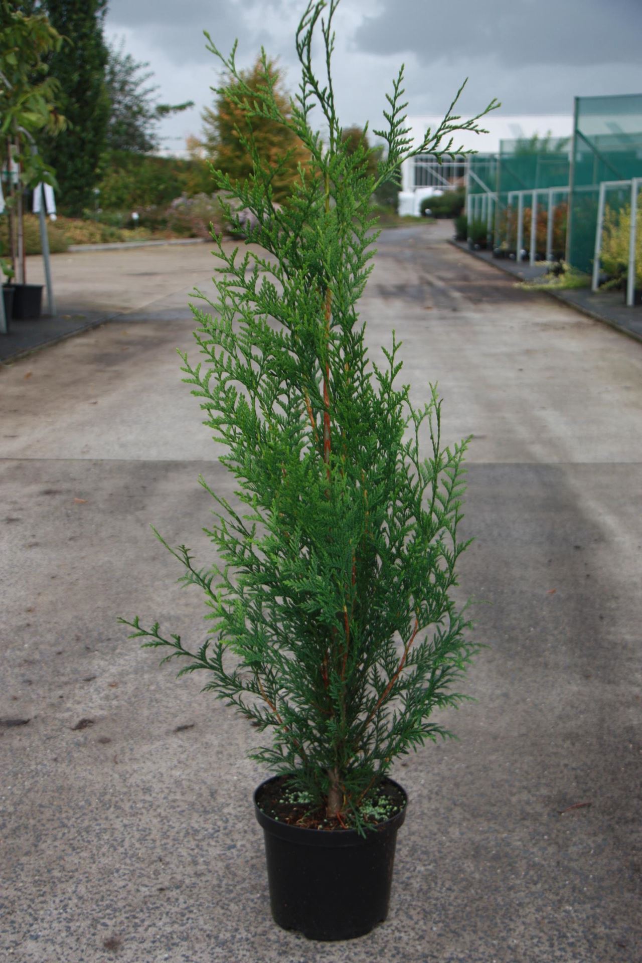 Thuja plicata'Atrovirens'- pot - 100-125 cm afbeelding