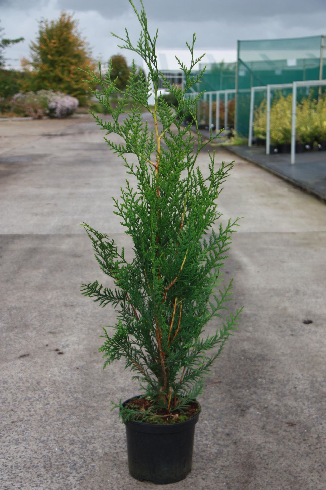 Thuja plicata'Atrovirens'- pot - 80-100 cm - Reuzenlevensboom afbeelding