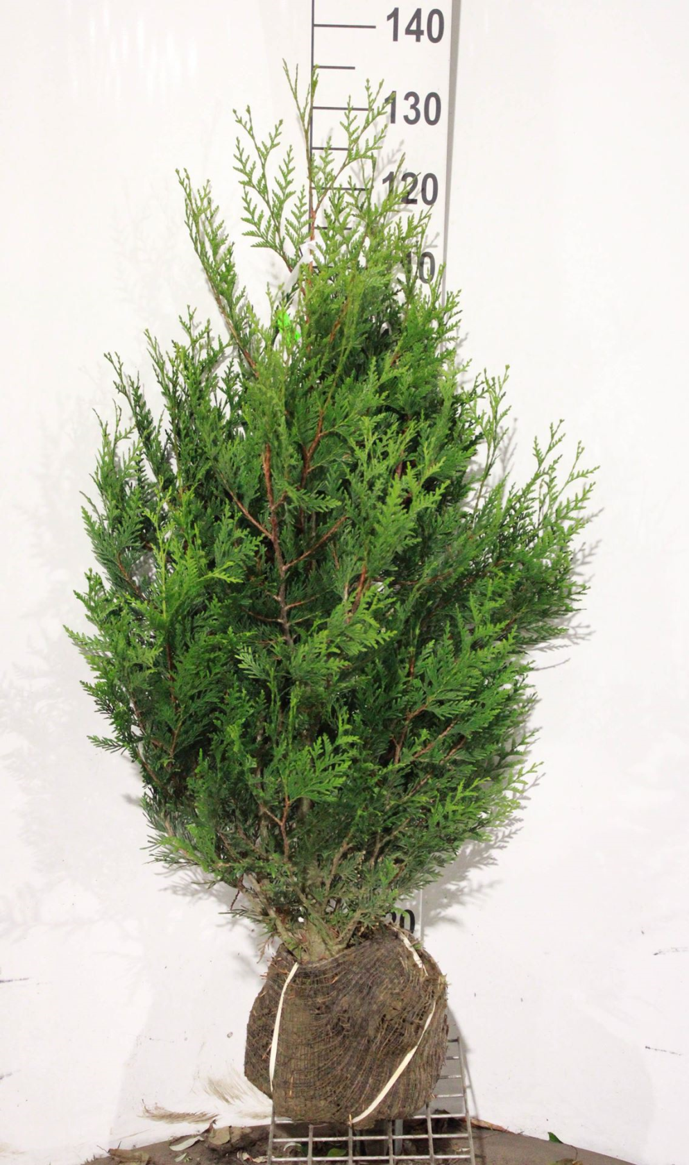 Thuja plicata'Atrovirens'- aardekluit - 100-125 cm - Reuzenlevensboom afbeelding