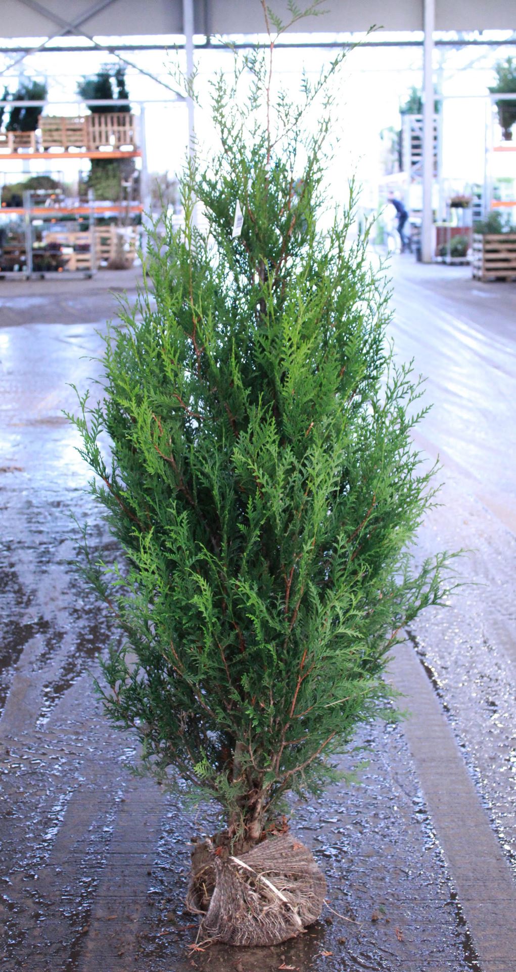 Thuja plicata'Atrovirens'- aardekluit - 125-150 cm afbeelding