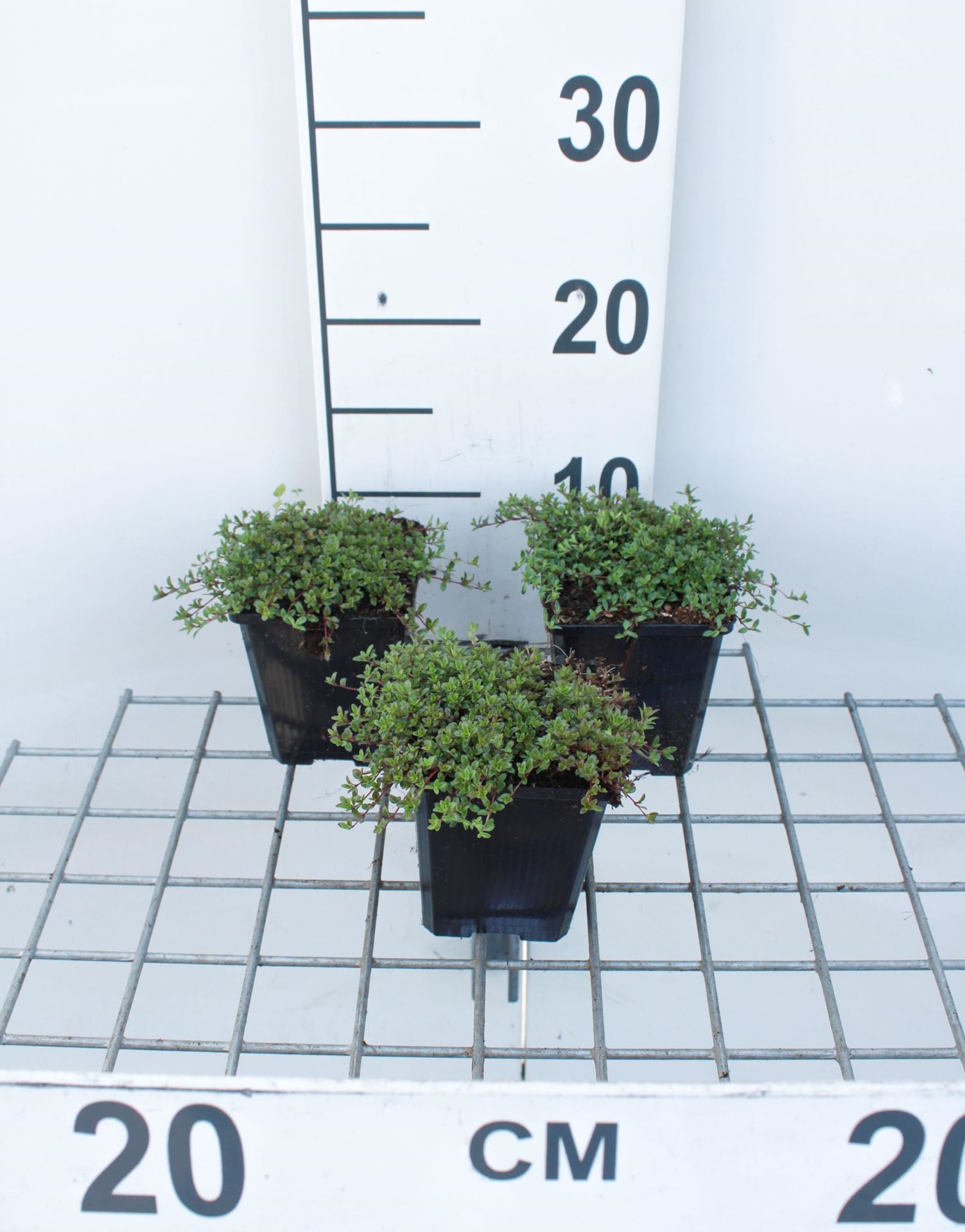 Thymus praecox'Coccineus'- Kruiptijm - pot 9x9 cm - Kruiptijm afbeelding