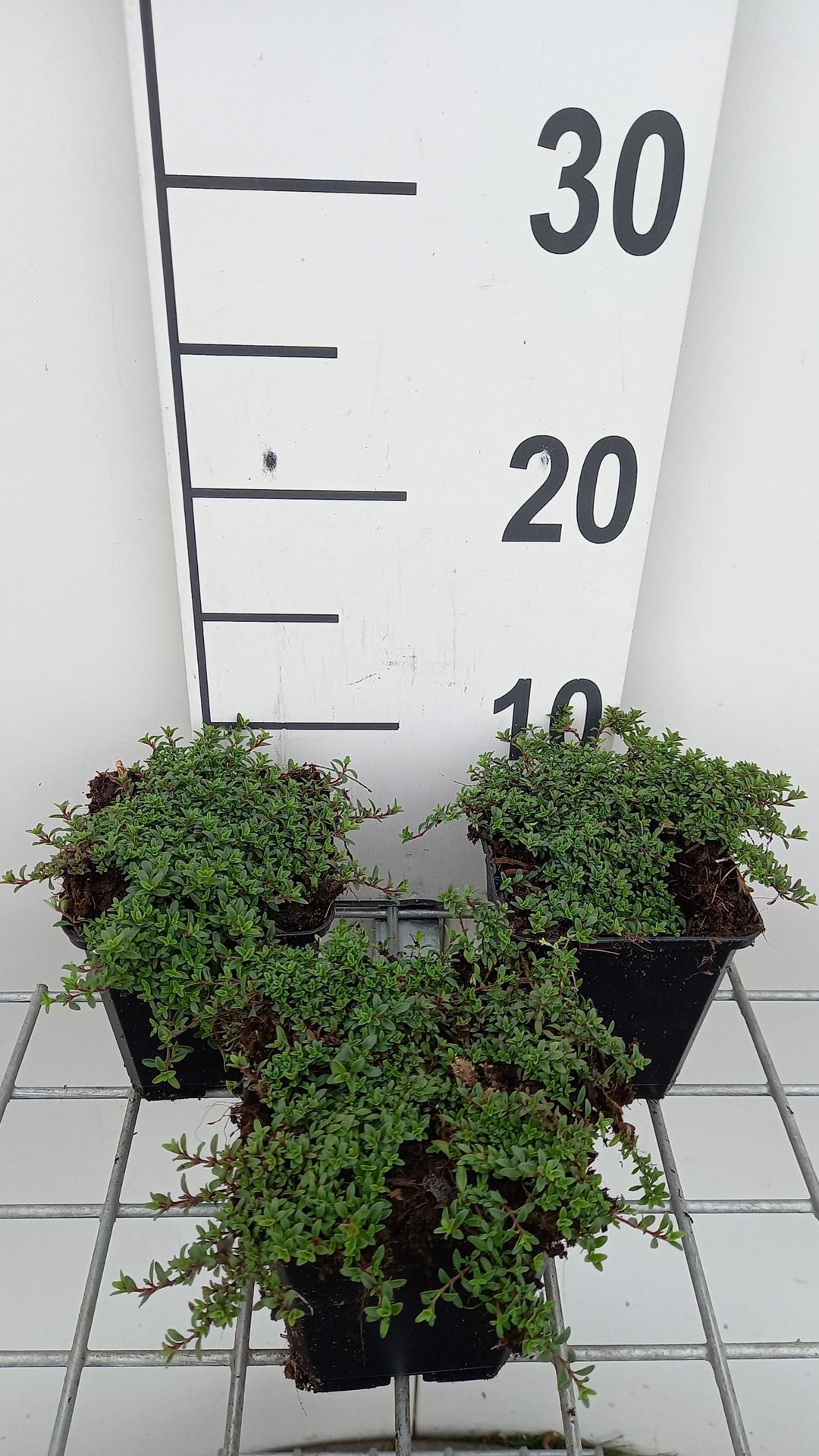 Thymus praecox'Purple Beauty'- pot 9x9 cm - Kruiptijm afbeelding