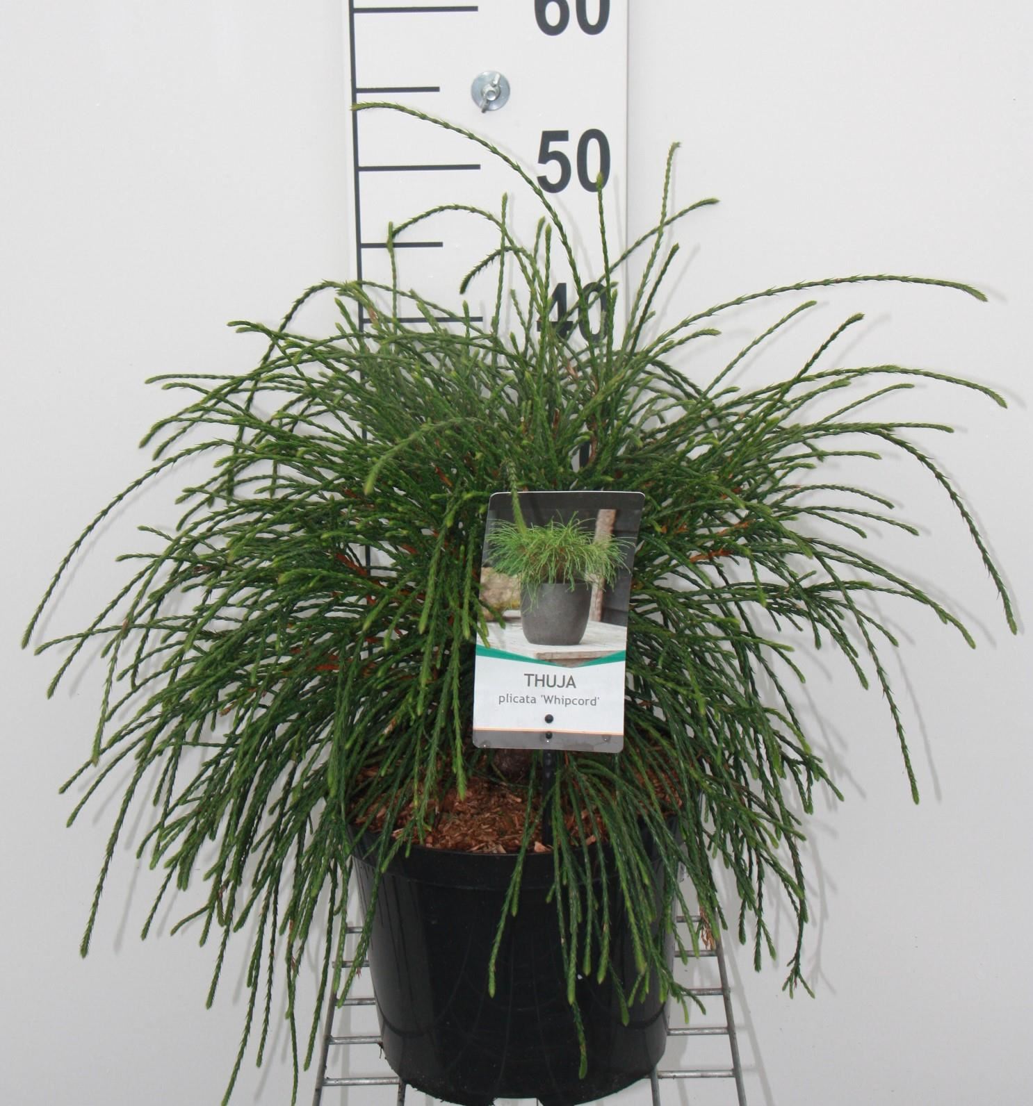 Thuja plicata'Whipcord'- pot - 25-30 cm afbeelding