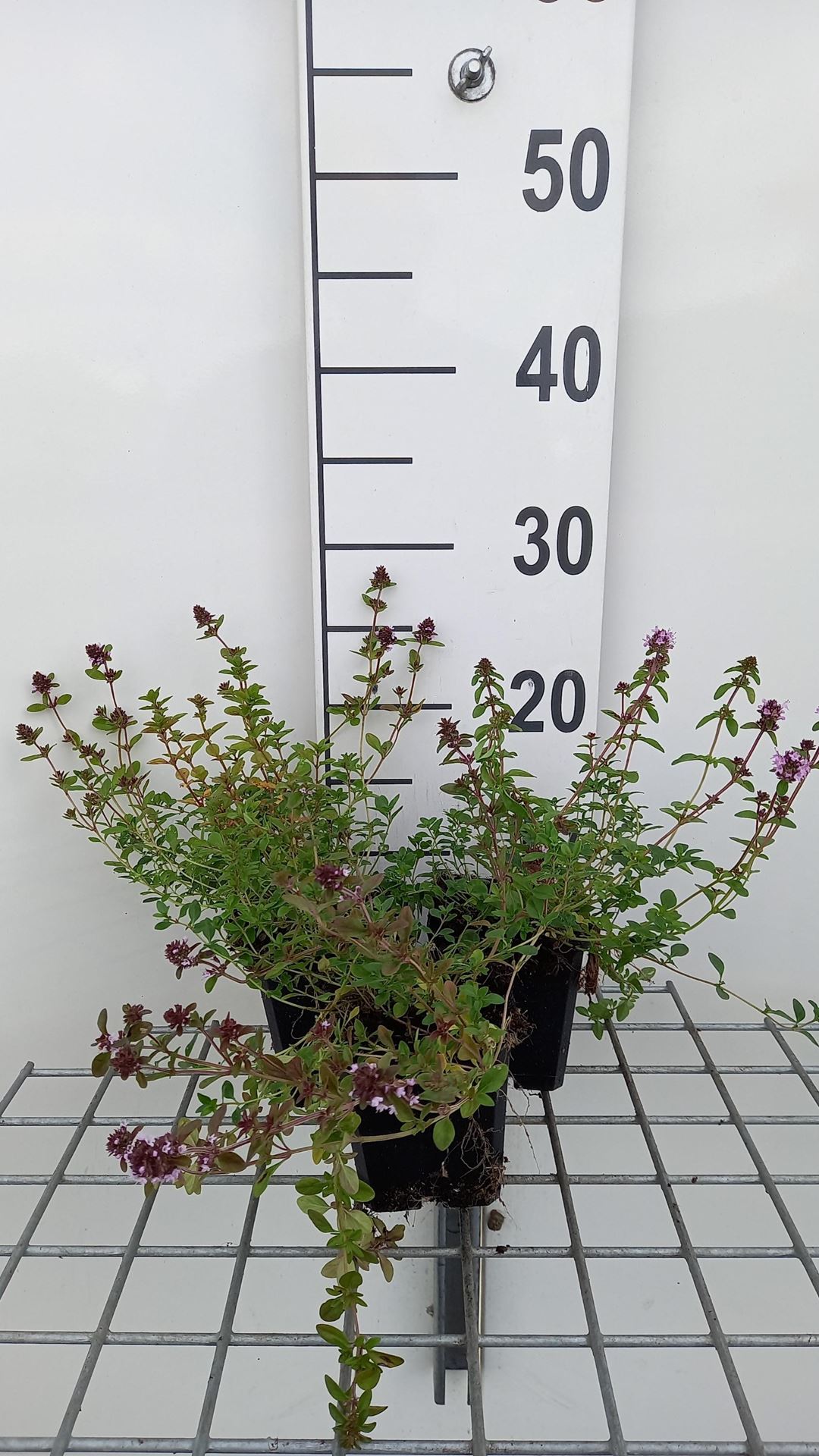 Wilde tijm, kleine tijm - pot 9x9 cm (Thymus serpyllum) - Kleine tijm / Wilde tijm afbeelding