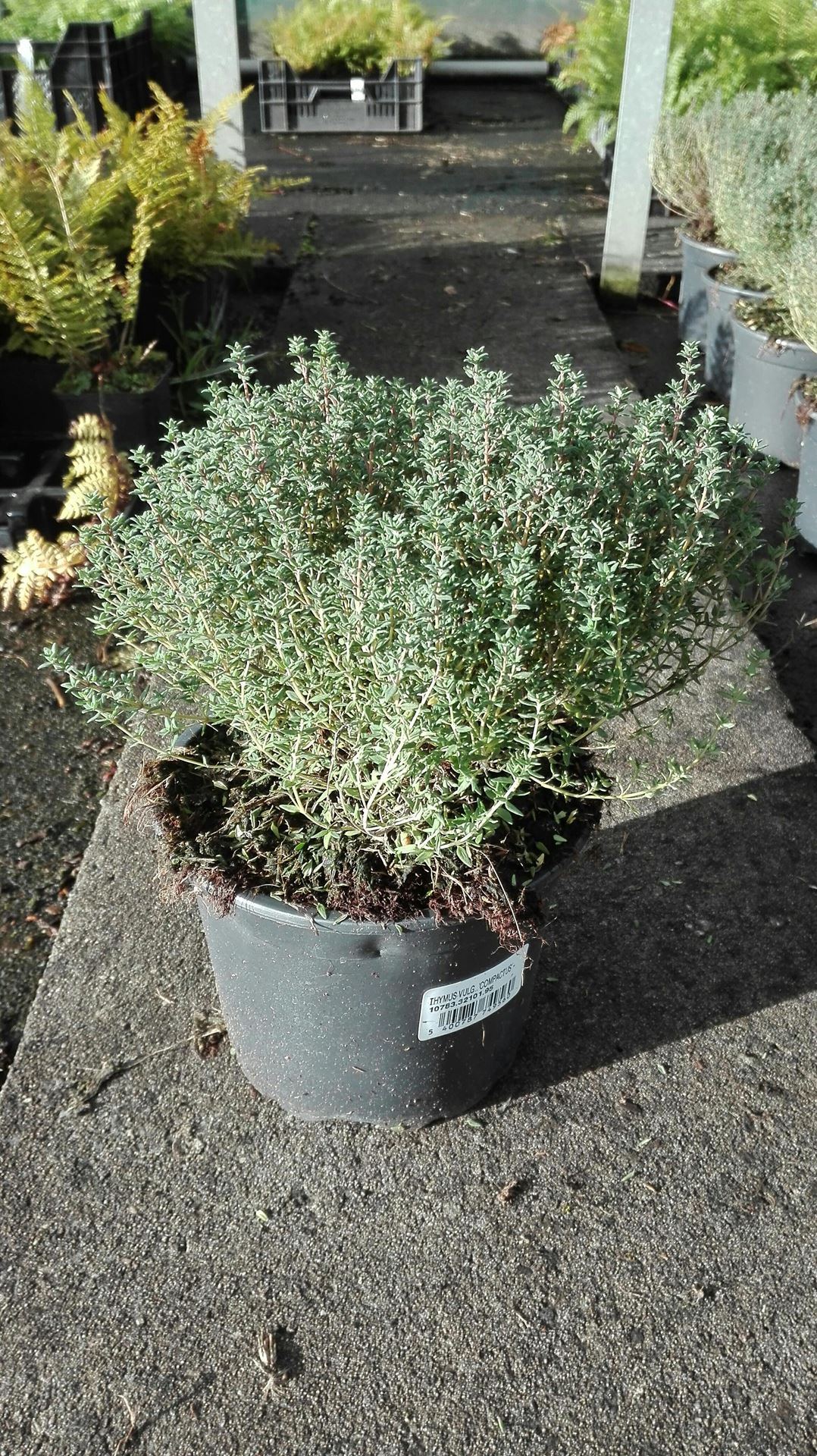 Thymus vulgaris'Compactus'- pot 2L - afbeelding