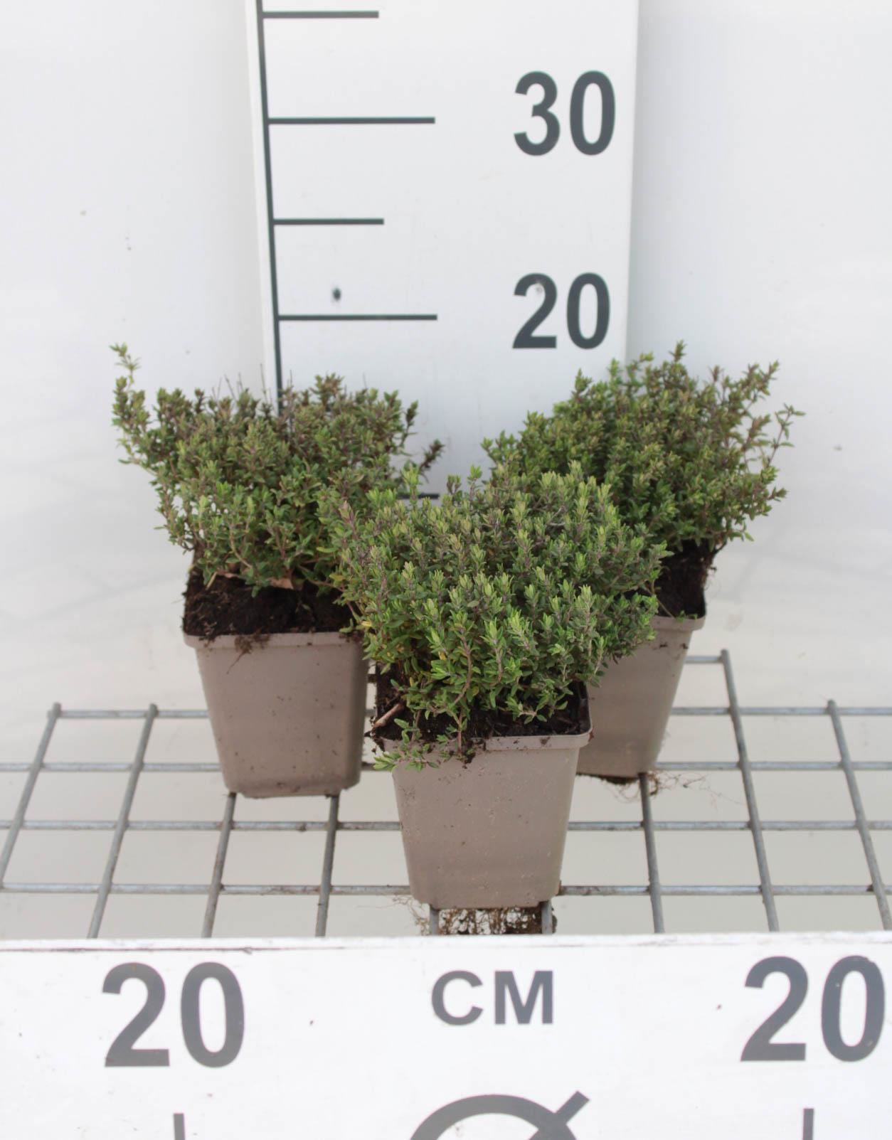 Thymus vulgaris'Compactus'- pot 9x9 cm (Tijm -'Groene Tijm'/'Compacte Tijm'(syn.)) - Tijm -'Groene Tijm'/'Compacte Tijm'(syn.) afbeelding
