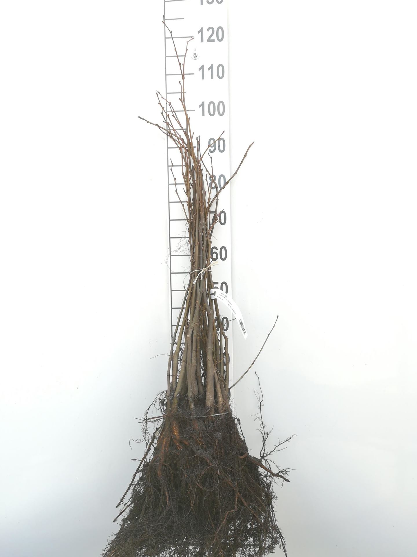 Tilia cordata - blote wortel - 60-90 cm - Winterlinde / Kleinbladige linde afbeelding
