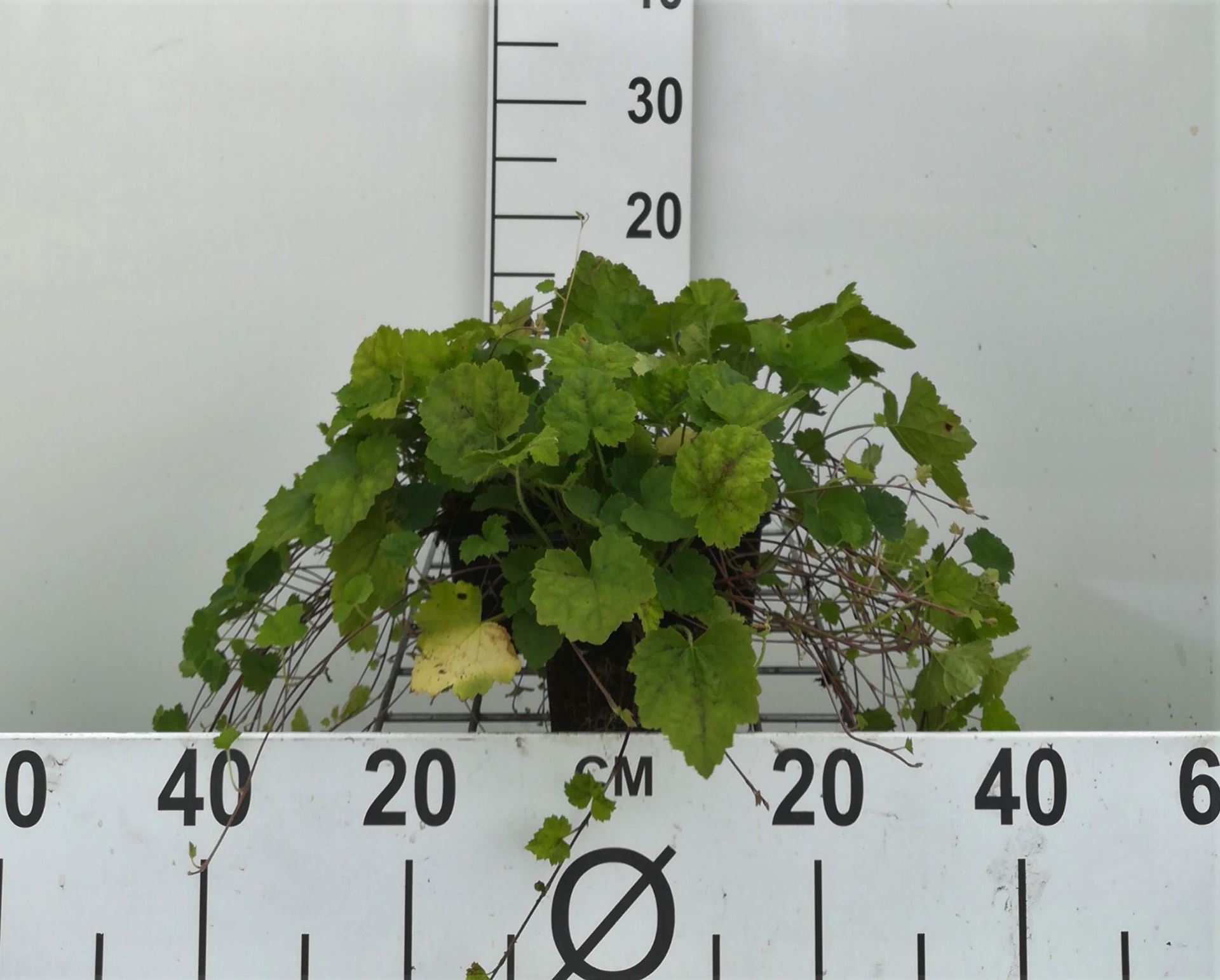Tiarella cordifolia - pot 9x9 cm afbeelding