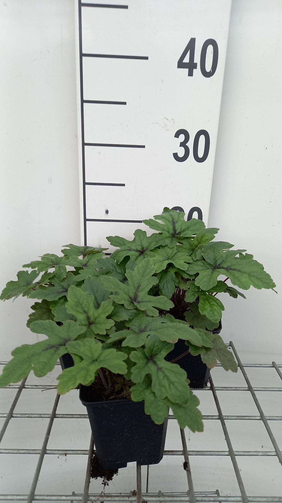 Tiarella'Pink Skyrocket'- pot 9x9 cm - Schuimbloem/Perzische muts afbeelding