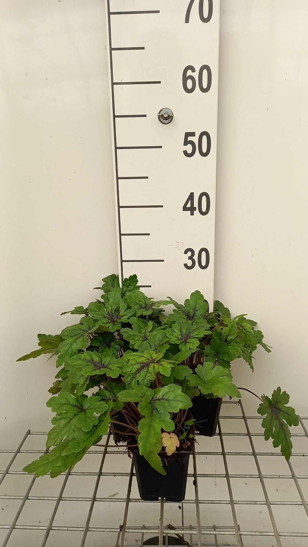 Tiarella'Sugar and Spice'- pot 9x9 cm afbeelding