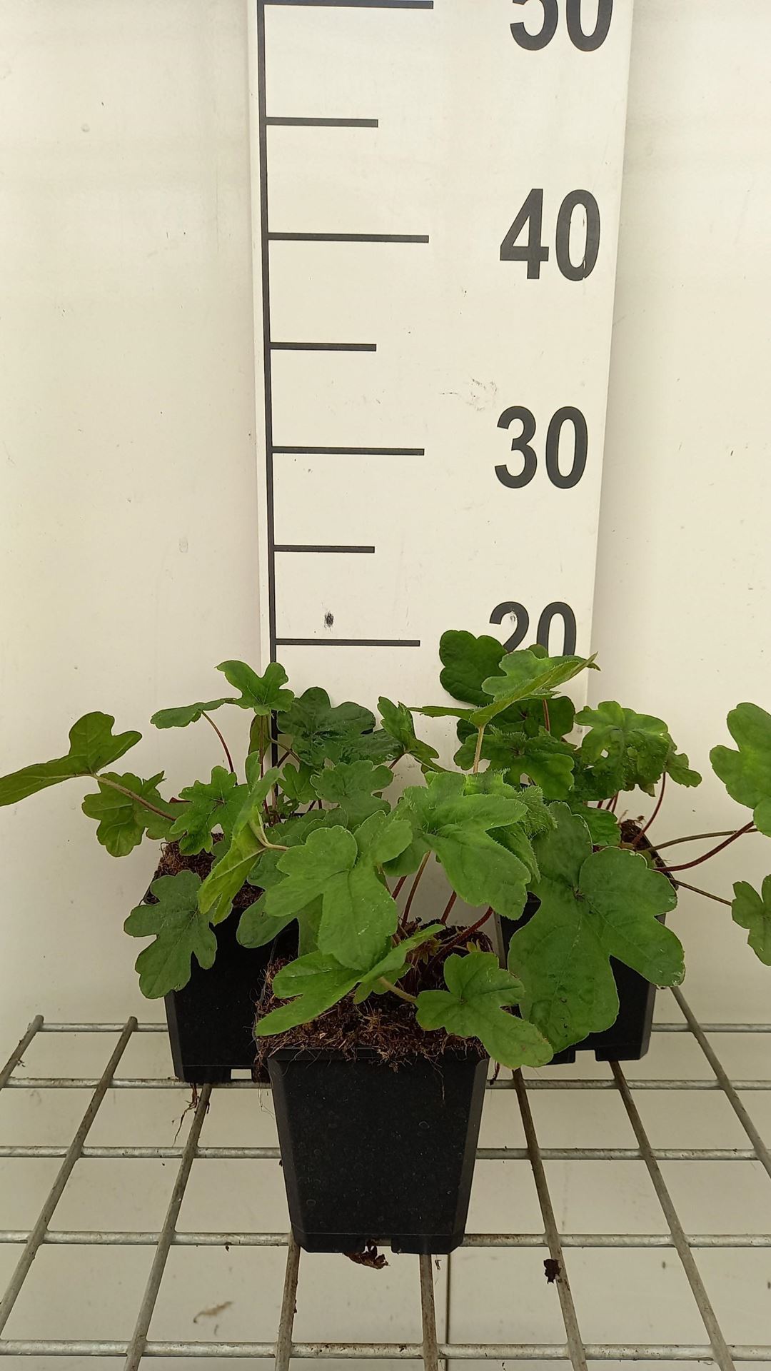 Tiarella'Spring Symphony'- pot 9x9 cm - Schuimbloem / Perzische muts afbeelding