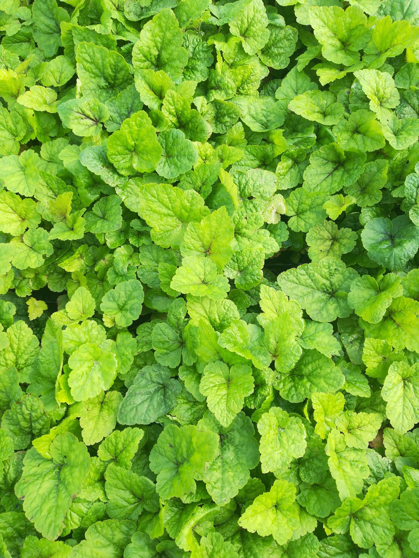 Tiarella'Tiger Stripe'- pot 9x9 cm afbeelding