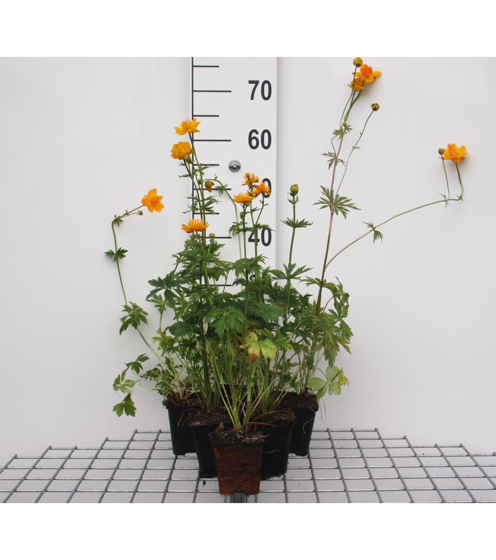 Trollius chinensis'Golden Queen'- pot 9x9 cm - Kogelbloem afbeelding