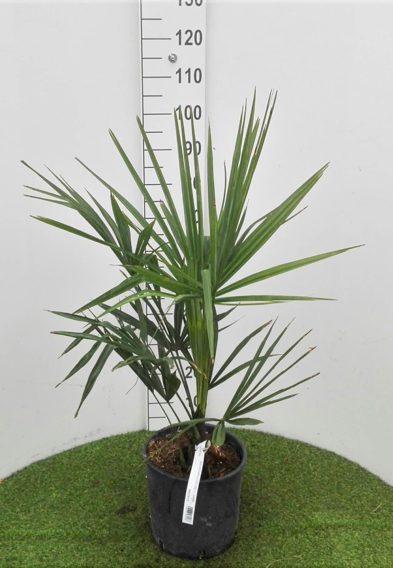 Trachycarpus fortunei - pot 10L - 50-60 cm afbeelding