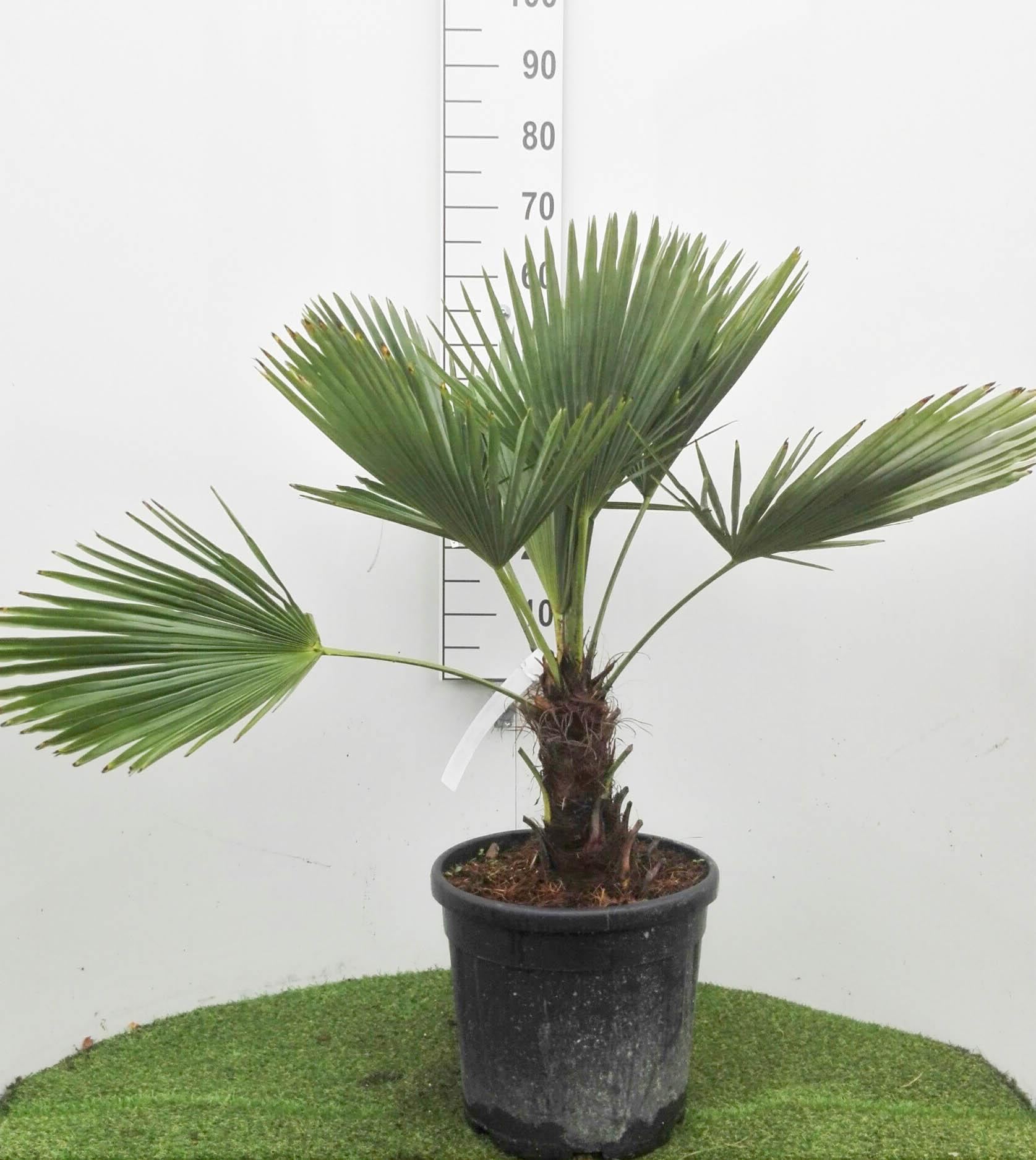 Trachycarpus fortunei - pot 15L - 60-80 cm afbeelding