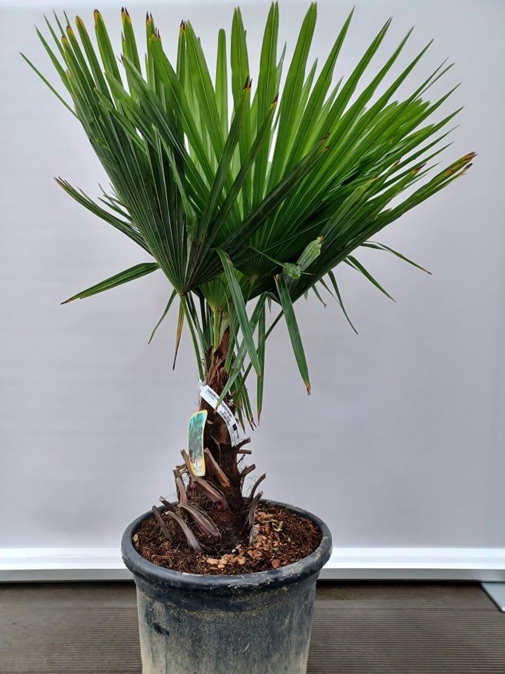 Trachycarpus fortunei - pot 45L - geënt op stamhoogte 40-50 cm