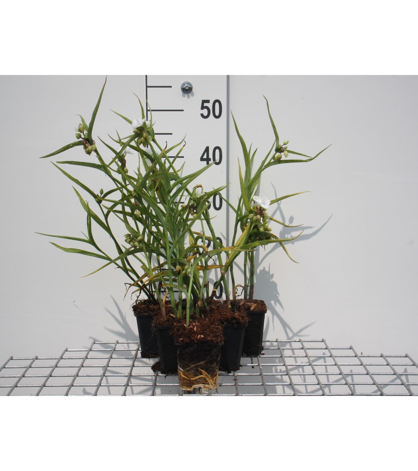Tradescantia'Innocence'- pot 9x9 cm afbeelding