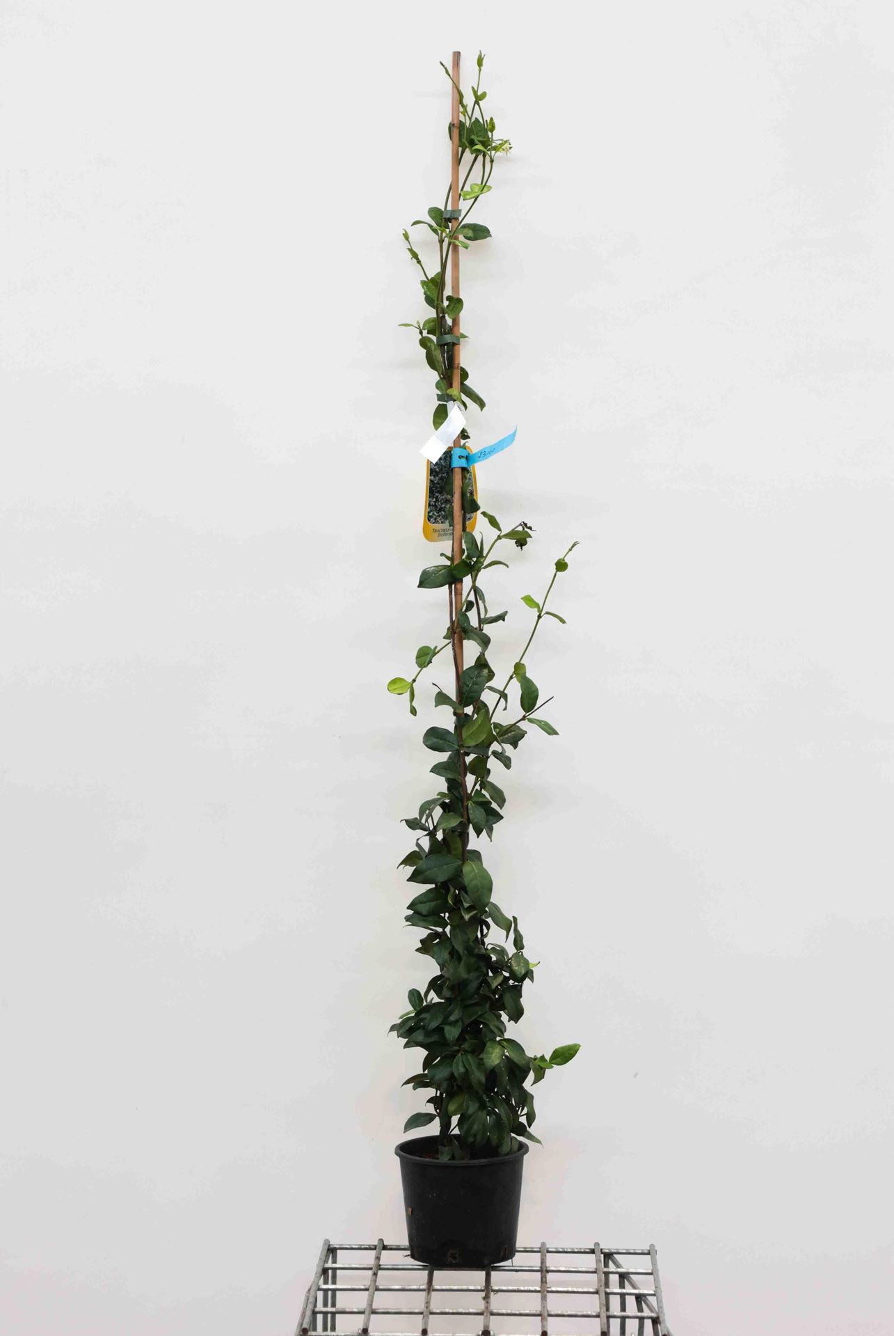 Trachelospermum jasminoides - pot 3L - 100-125 cm - Toscaanse sterjasmijn / Toscaanse jasmijn afbeelding