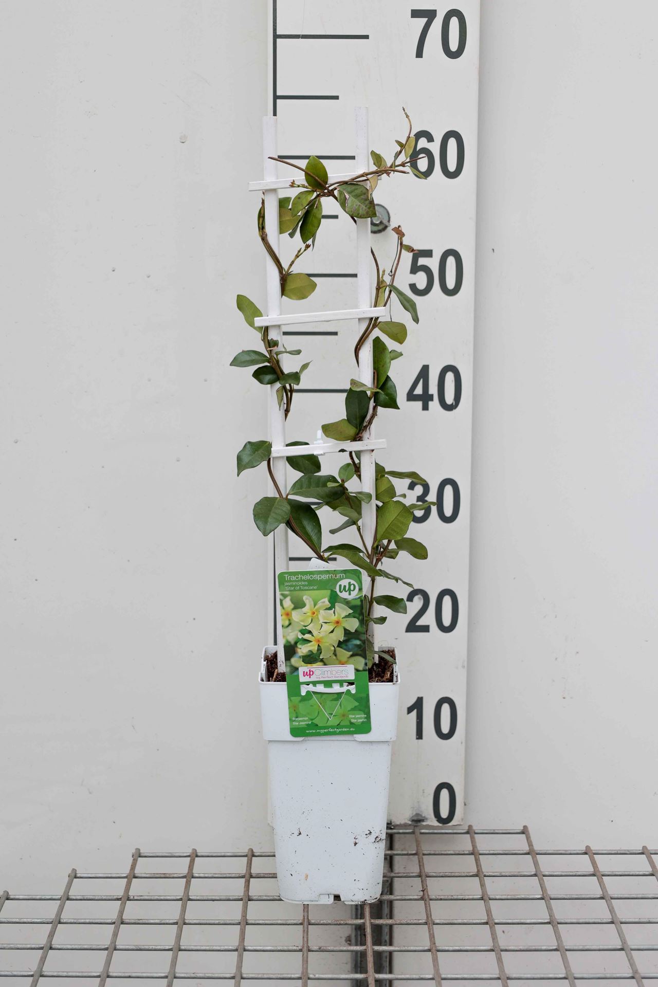 Trachelospermum jasminoides 'SELBRA' (Star of Toscane, Star of Tuscany) - pot - 50-60 cm -