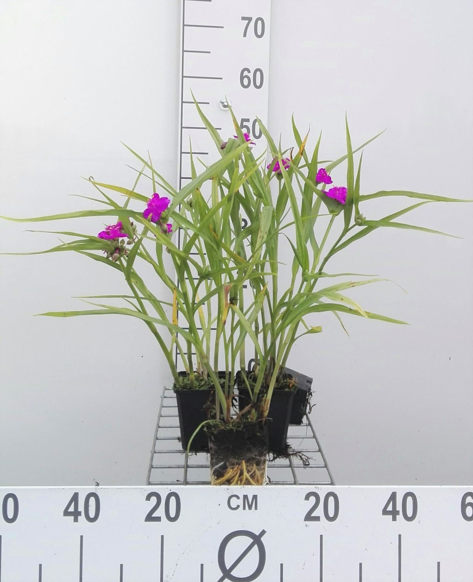 Tradescantia'Karminglut'- pot 9x9 cm afbeelding