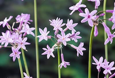 Tulbaghia violacea - Wilde knoflook - pot 9x9 cm - Kaapse knoflook / Wilde knoflook / Moeraslook afbeelding