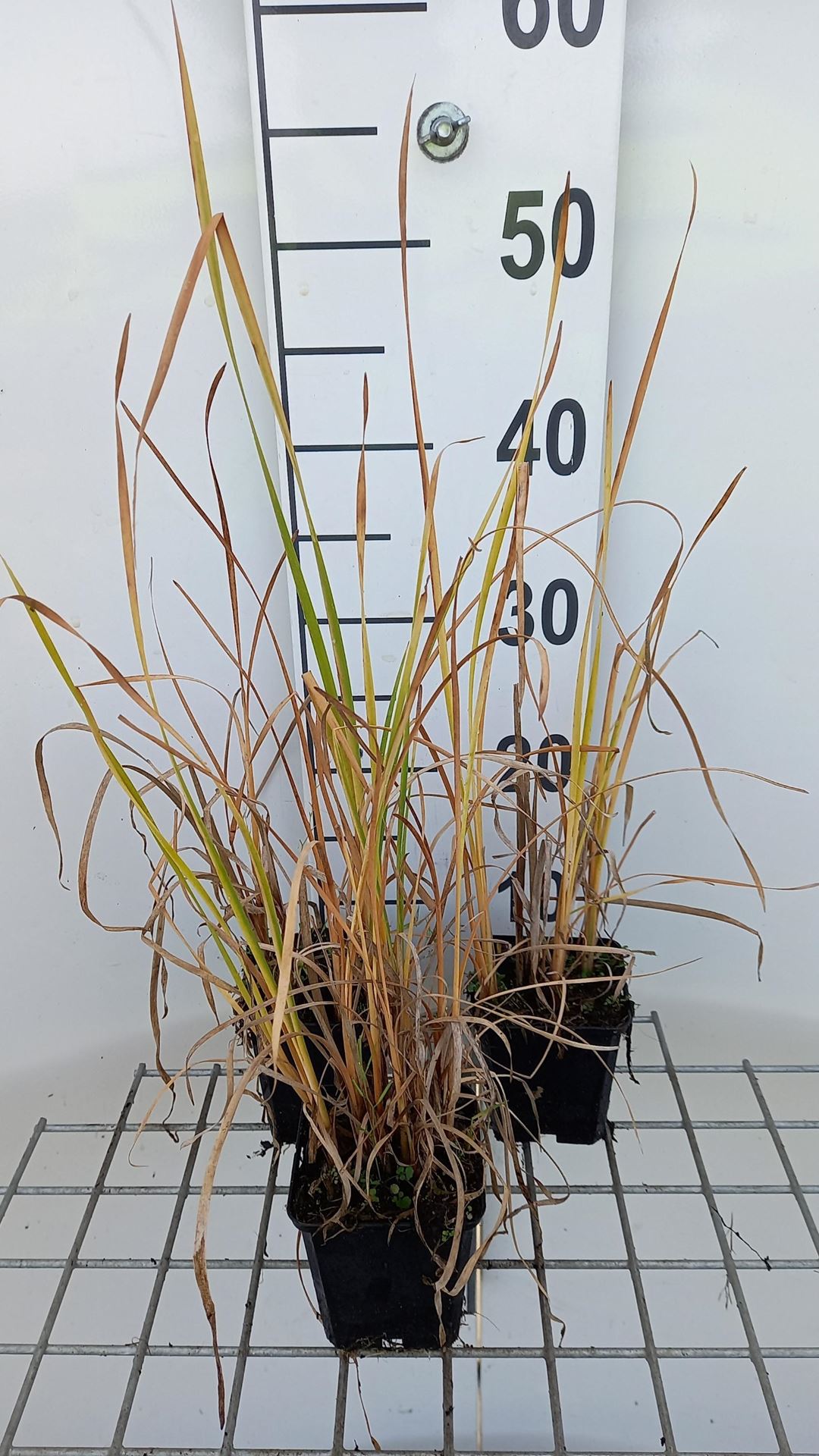 Typha angustifolia - pot 9x9 cm - Kleine lisdodde / Kleine rietsigaar / Fijne lisdodde afbeelding