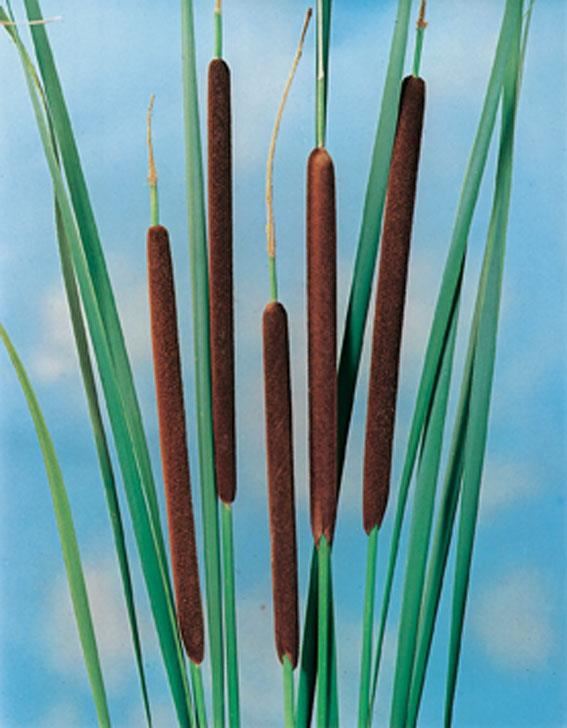 Typha angustifolia - biopot diameter 7 cm afbeelding