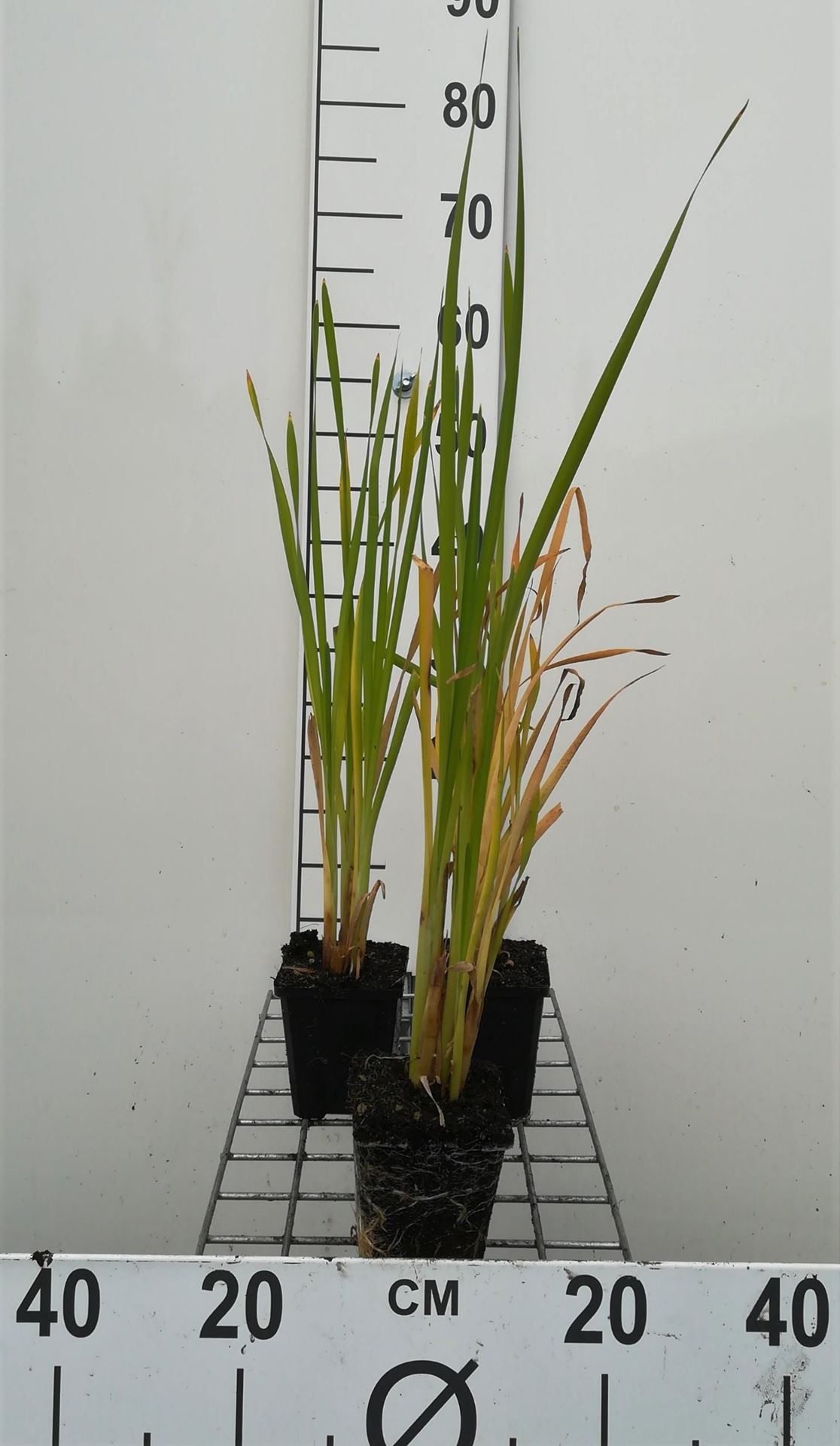 Typha latifolia - pot 9x9 cm - Grote lisdodde afbeelding