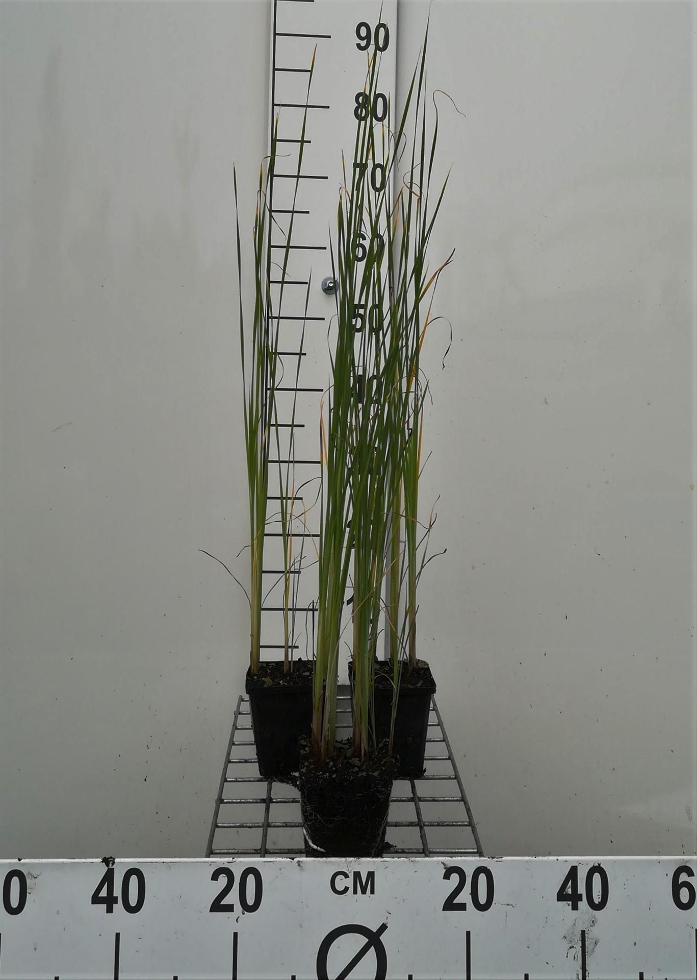 Typha laxmannii - pot 9x9 cm - Bebladerde lisdodde afbeelding