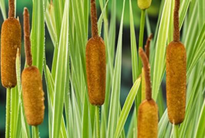 Typha latifolia'Variegata'- pot 9x9 cm afbeelding