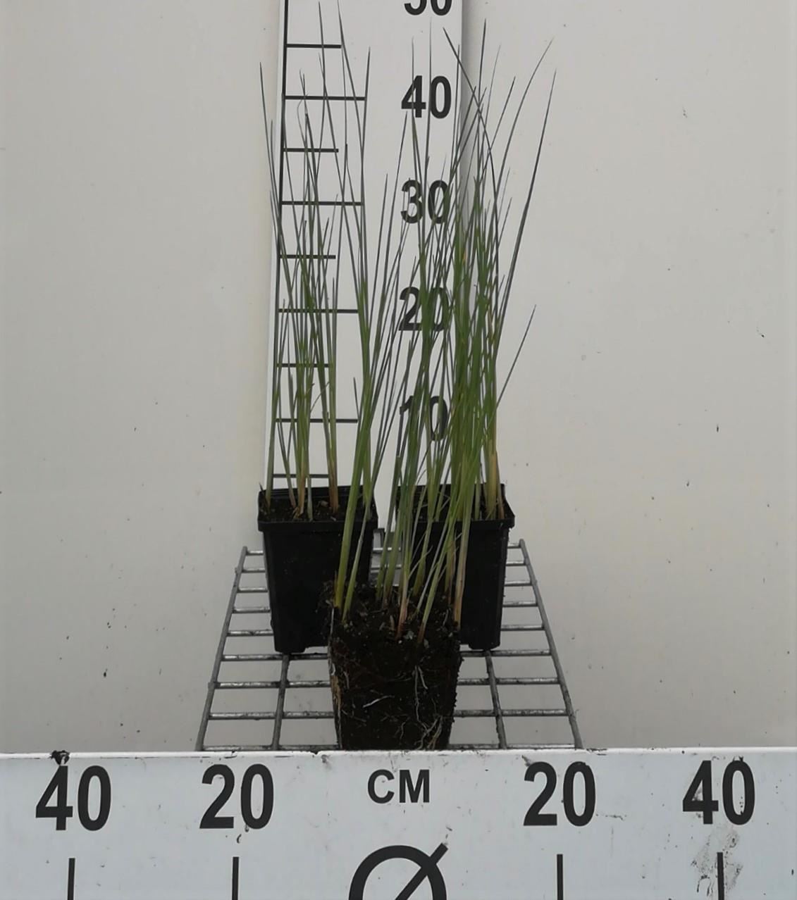 Typha minima - pot 9x9 cm -
