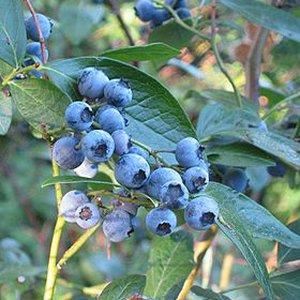 Vaccinium corymbosum'Bluecrop'- pot - 30-40 cm afbeelding