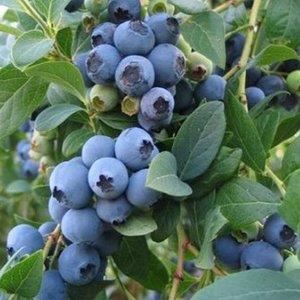 Vaccinium corymbosum 'Goldtraube' - pot - 30-40 cm -