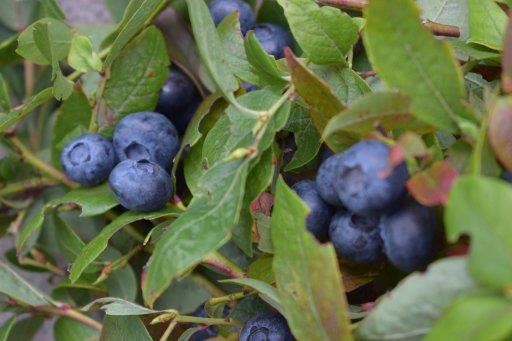 Vaccinium corymbosum'Jersey'- pot - 30-40 cm - afbeelding
