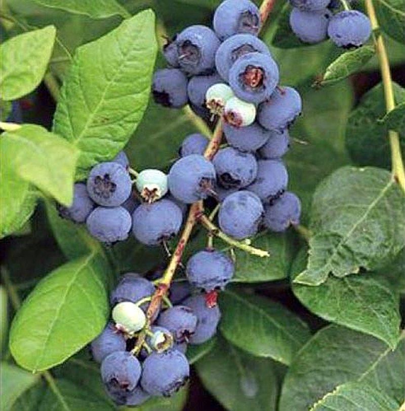 Vaccinium corymbosum'Northland'- pot - 30-40 cm - Japanse kornoelje afbeelding