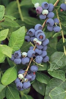 Vaccinium corymbosum - pot - 30-40 cm -