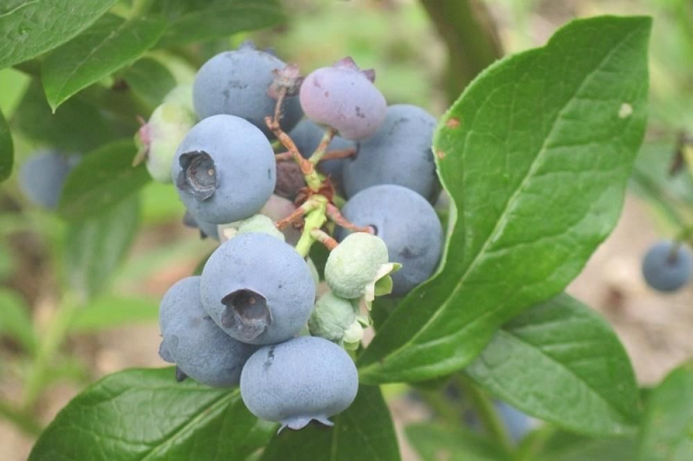 Vaccinium corymbosum'Patriot'- pot - 30-40 cm afbeelding