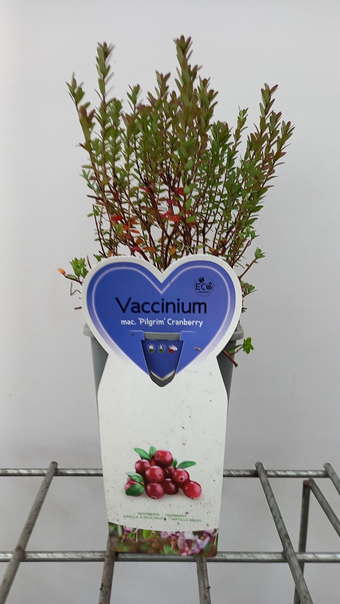 Vaccinium macrocarpon - pot - 30-40 cm -