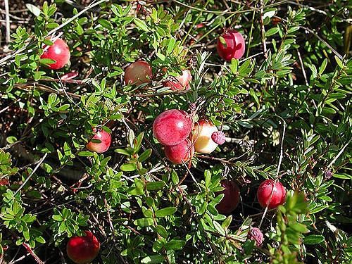 Vaccinium corymbosum'Early Black'- pot - 30-40 cm - afbeelding