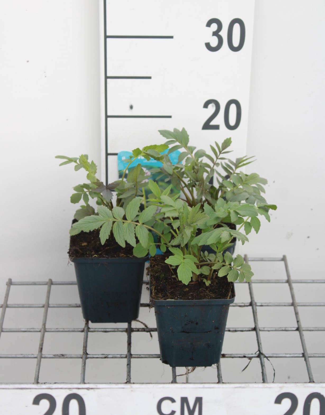 Valeriaan - pot 9x9 cm (Valeriana officinalis) - Echte valeriaan afbeelding