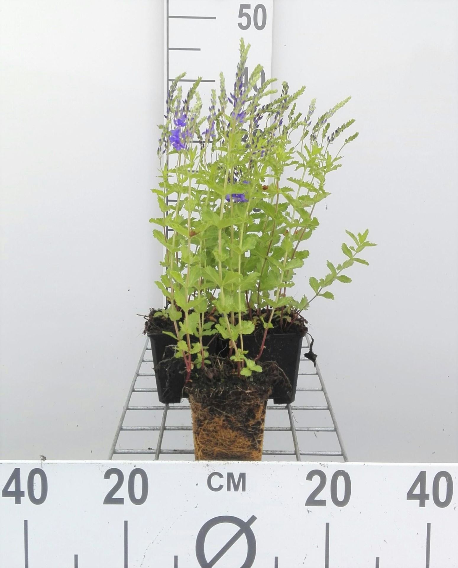 Veronica austriaca'Knallblau'- pot 9x9 cm afbeelding