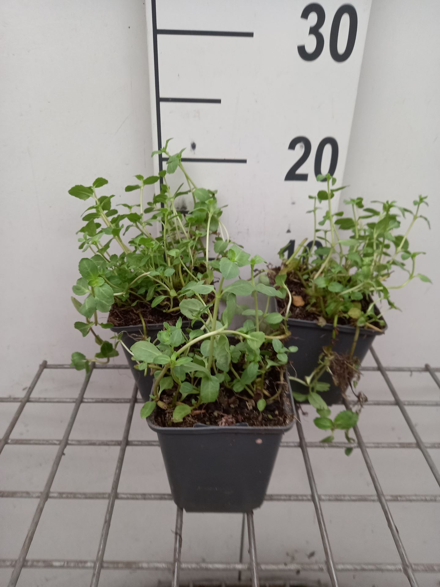 Veronica beccabunga - pot 9x9 cm - Beekpunge afbeelding
