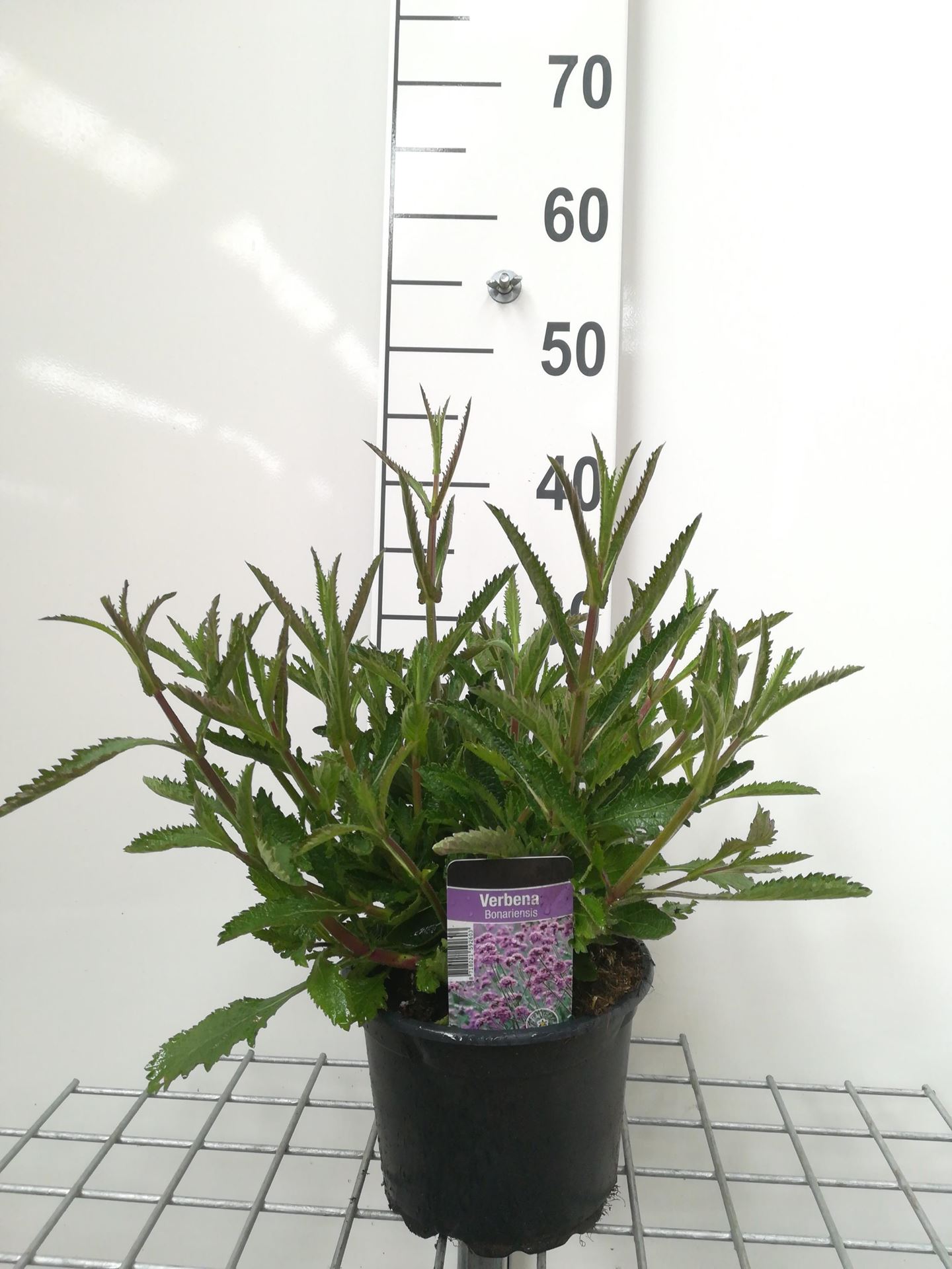 Verbena bonariensis - pot 2L - Stijf ijzerhard afbeelding