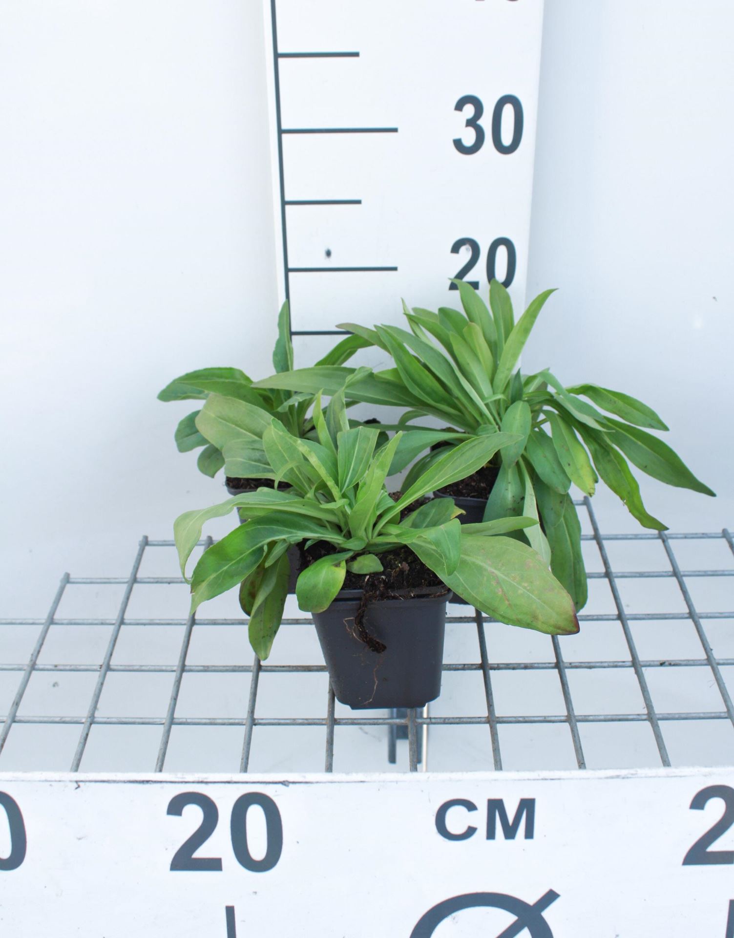 Veronica gentianoides - pot 9x9 cm afbeelding