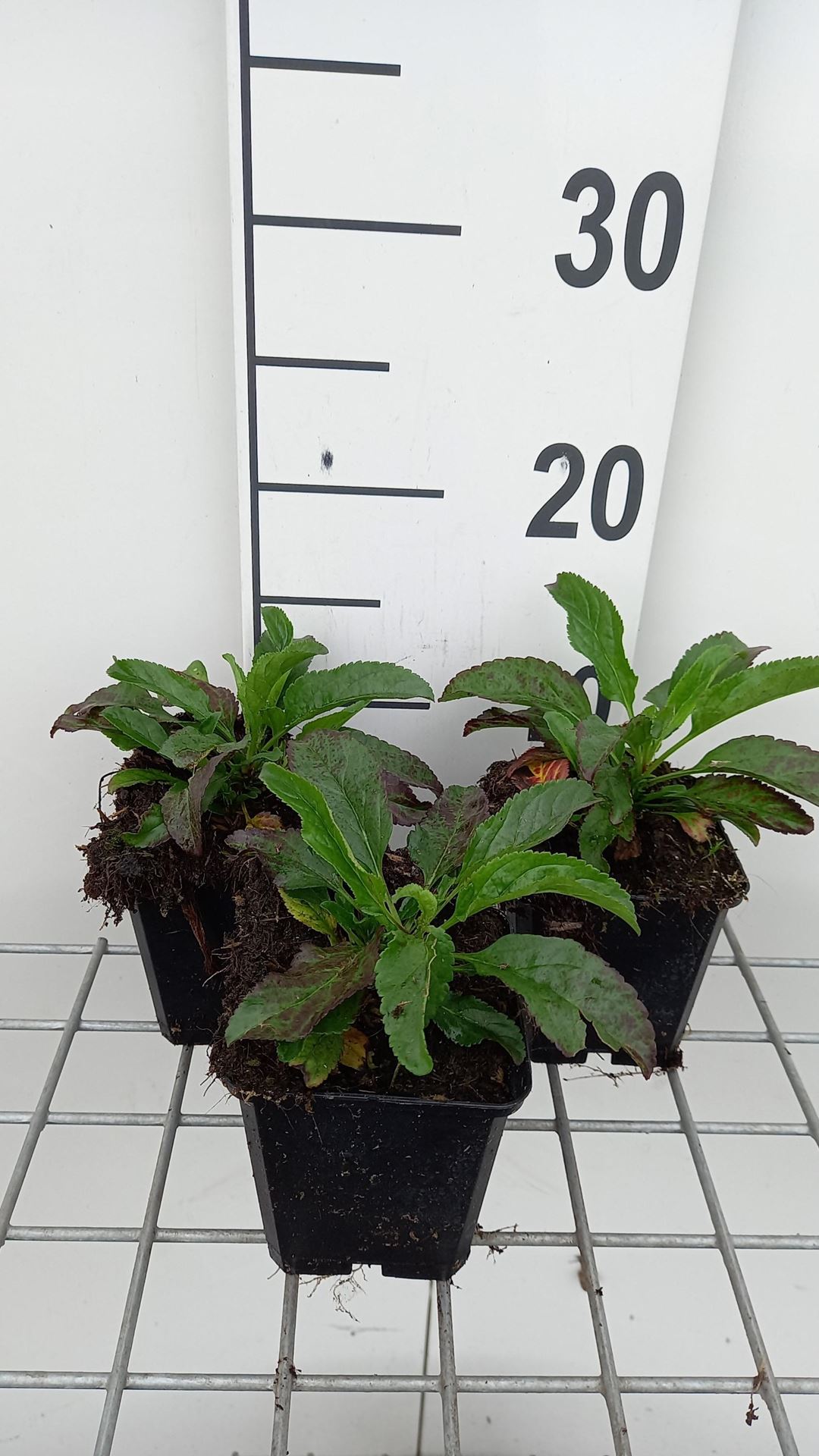 Veronica longifolia'Blauriesin'- pot 9x9 cm - Ereprijs afbeelding